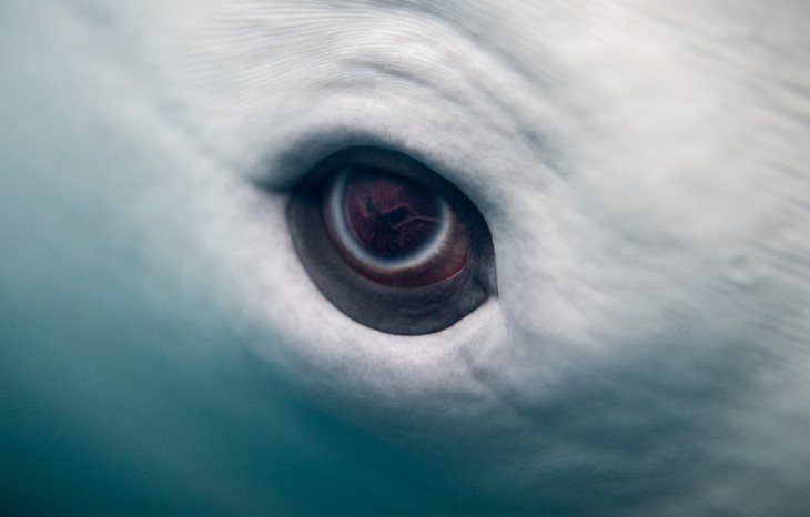 Dolphin eye close up
